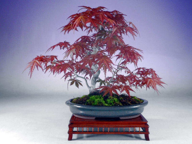 momiji1-1.jpg