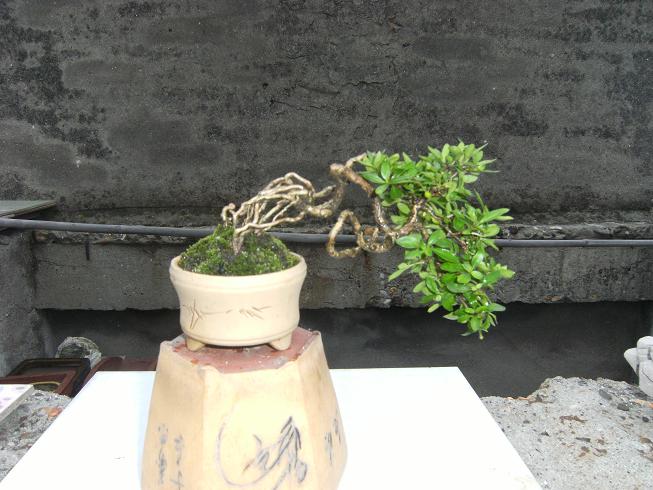 DSCF6419.JPG