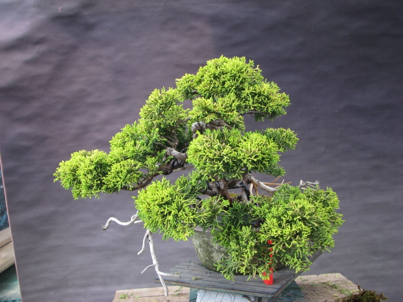 IMG_0162 (800x600).jpg