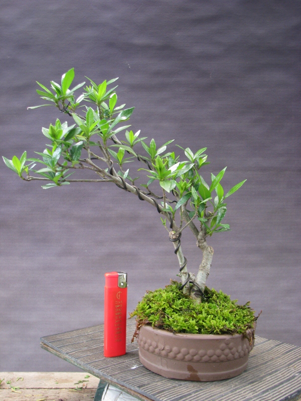 IMG_0151 (600x800).jpg