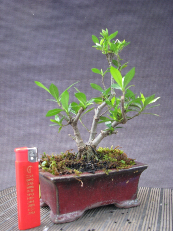 IMG_0153 (600x800).jpg