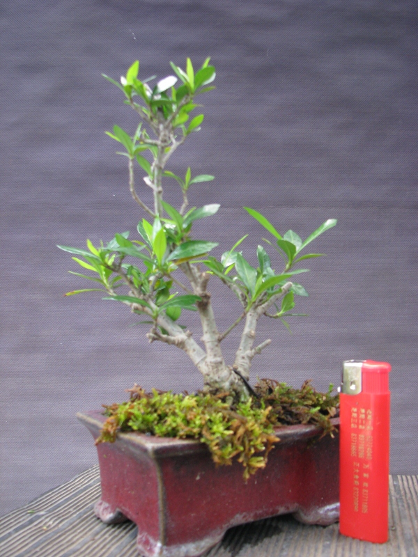 IMG_0156 (600x800).jpg