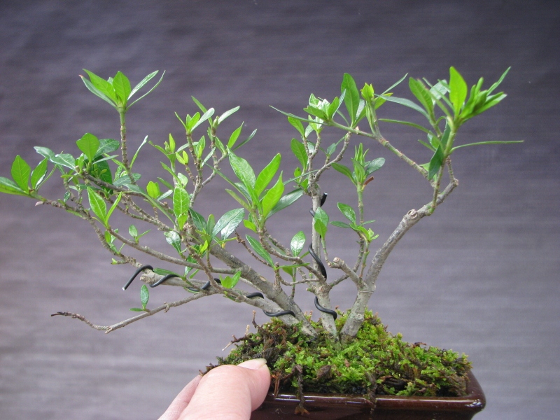 IMG_0158 (800x600).jpg