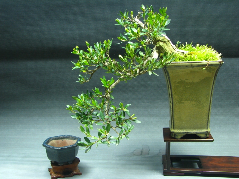 IMG_0060 (800x600).jpg