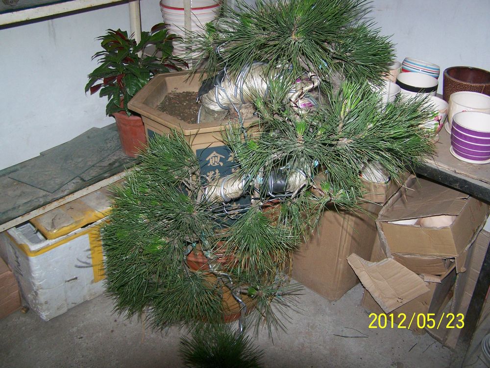 100_4594.jpg