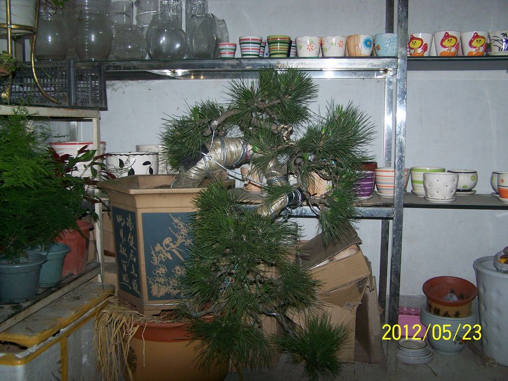 100_4595.jpg
