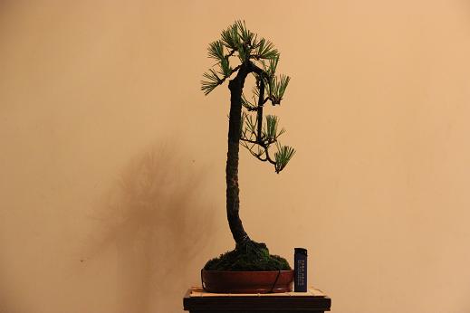 Ƭ 010.jpg