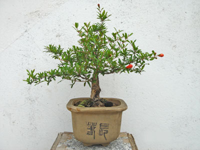 DSC00143.JPG