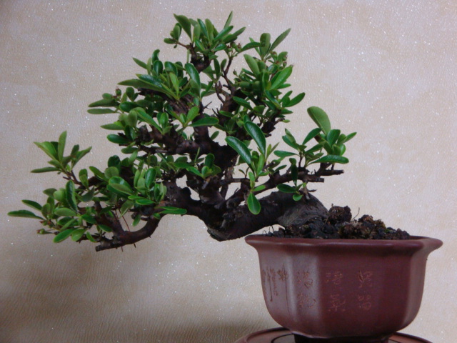 DSC09063.JPG