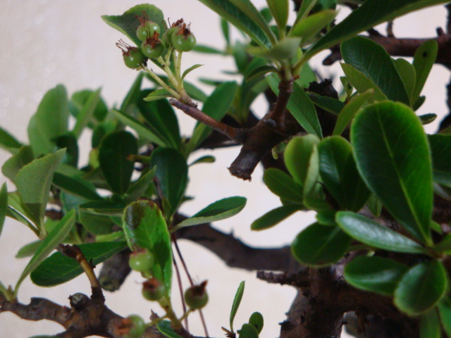 DSC09065.JPG