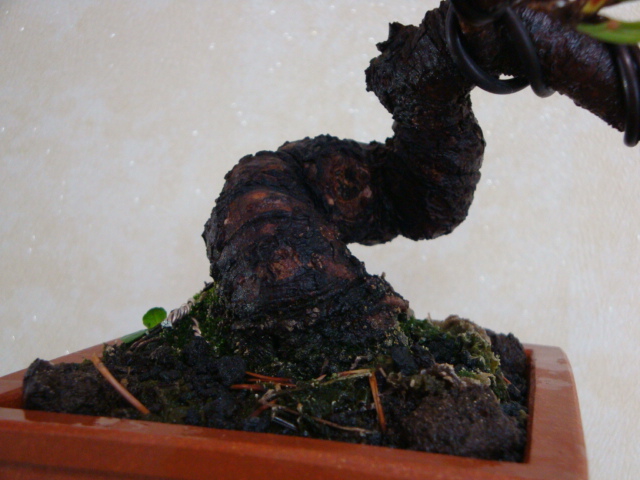 DSC08932.JPG