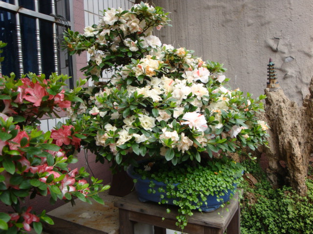 DSC09079.JPG