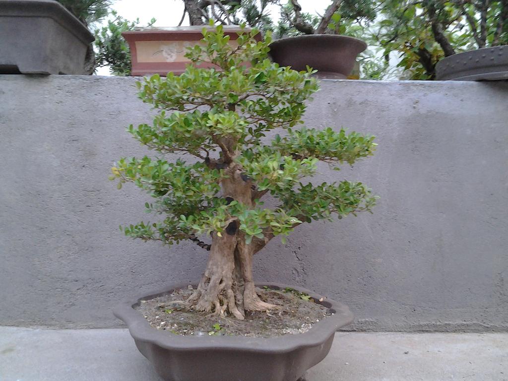 2012-05-26 18.45.08.jpg