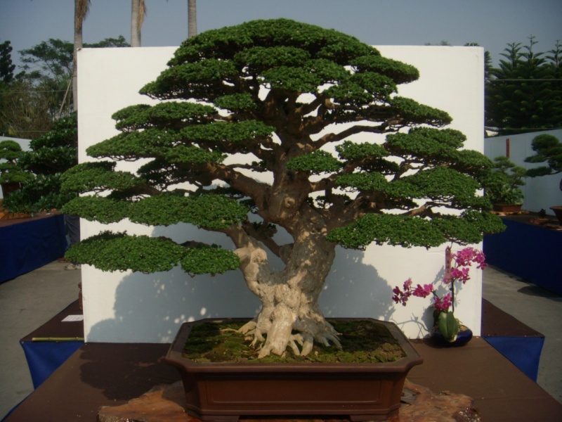dscn2937.jpg