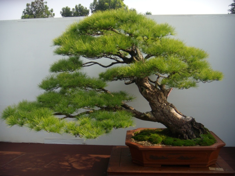 dscn2962.jpg