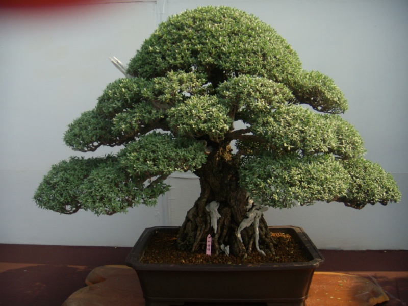 dscn2963.jpg