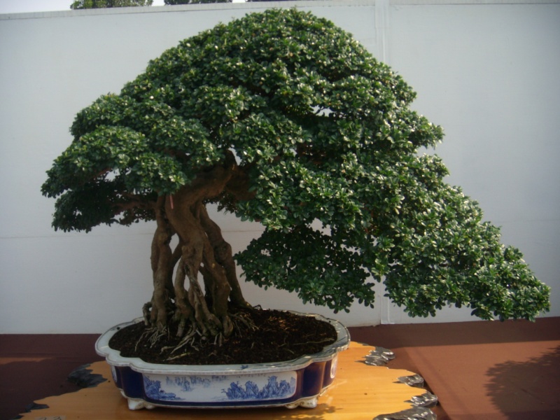 dscn2964.jpg