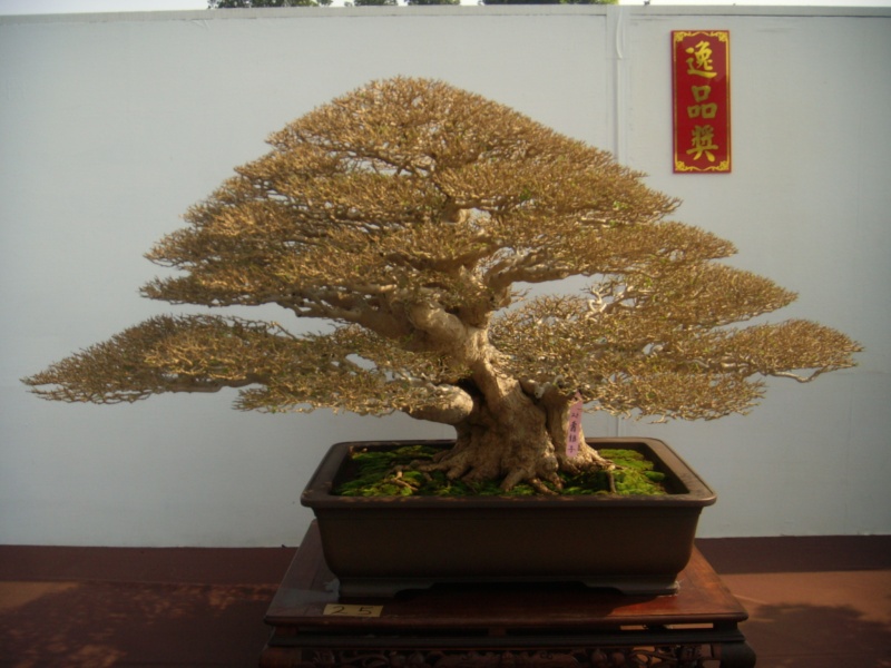 dscn2966.jpg