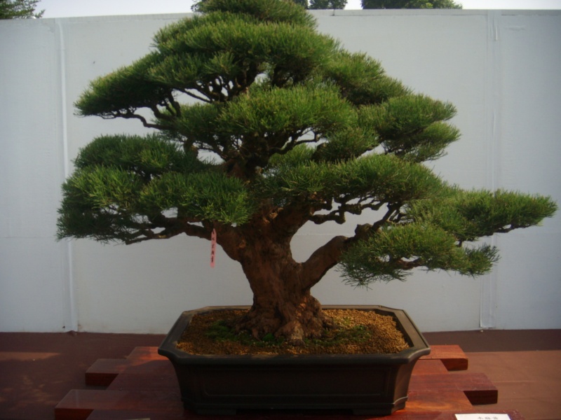 dscn2967.jpg