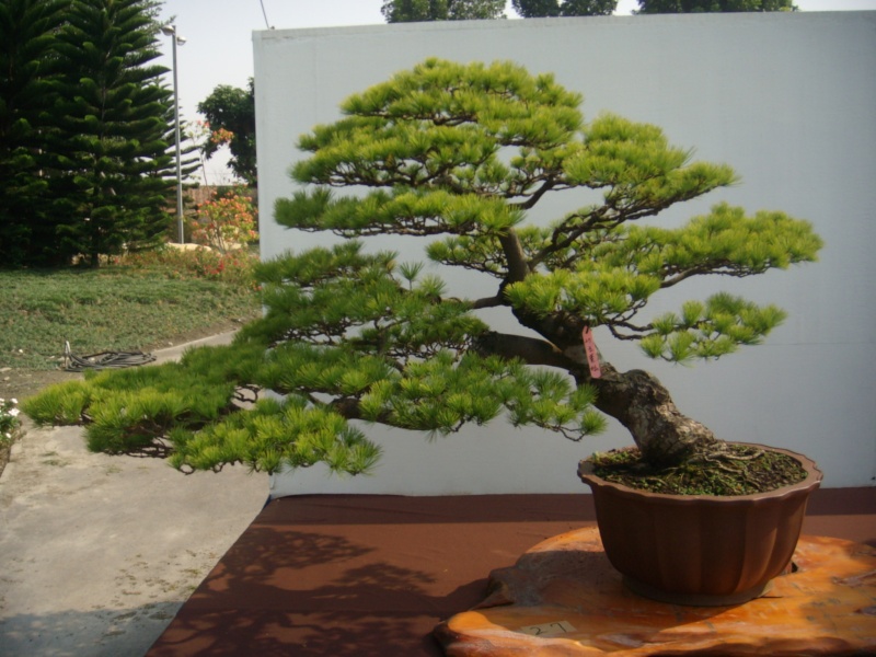 dscn2968.jpg