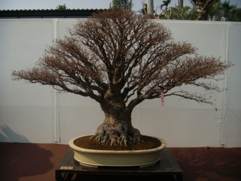 dscn2969.jpg
