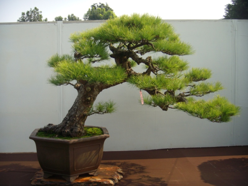 dscn2974.jpg
