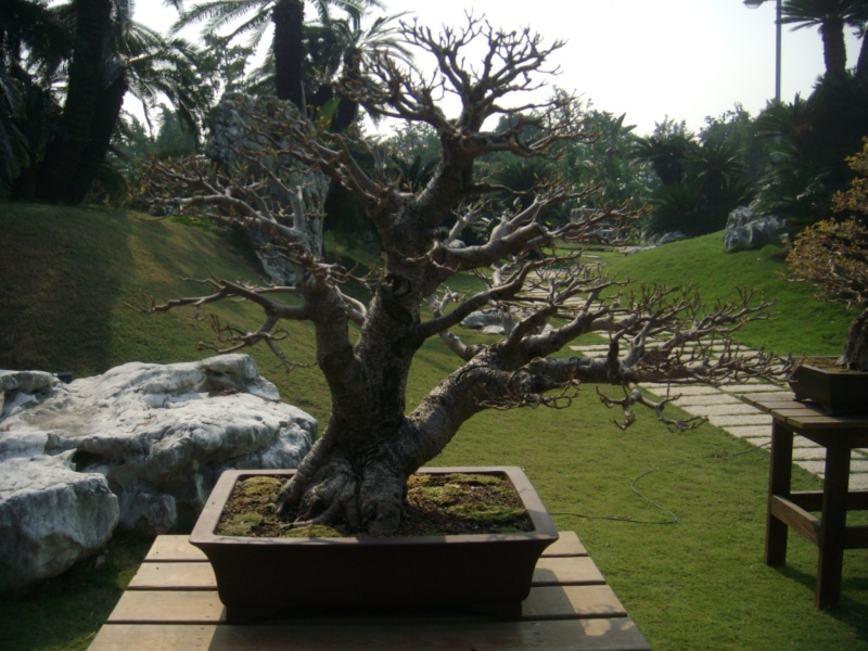 dscn2985.jpg