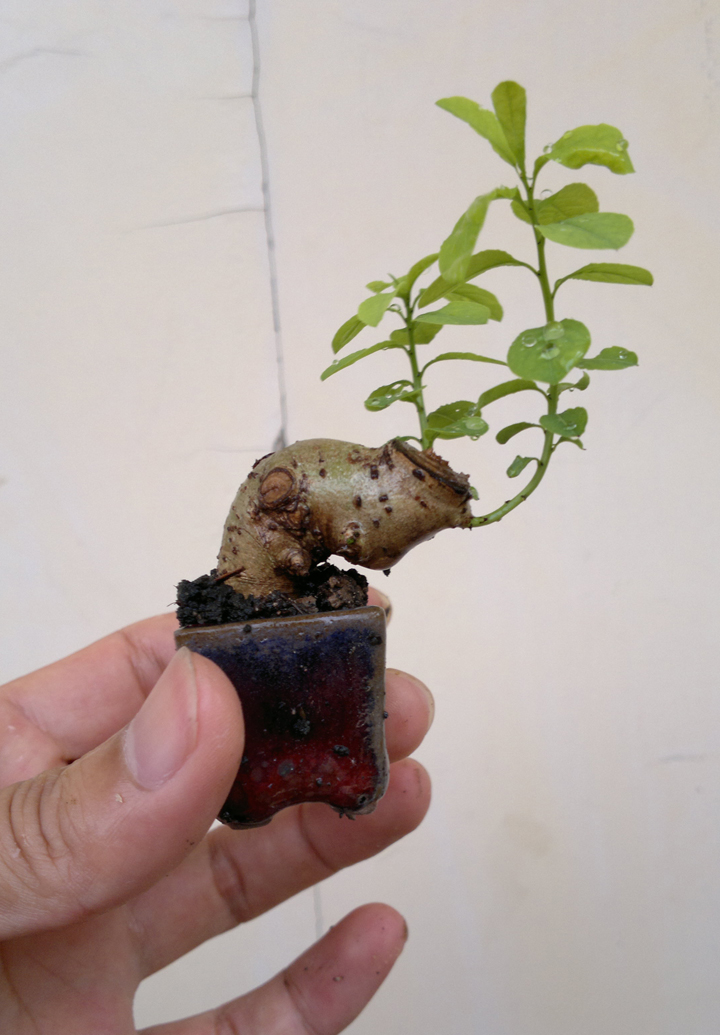 20120527975.jpg