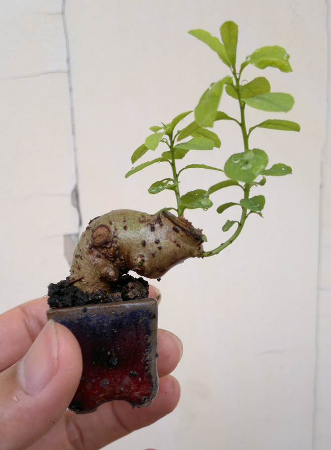 20120527976.jpg