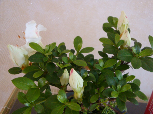 DSC09115.JPG