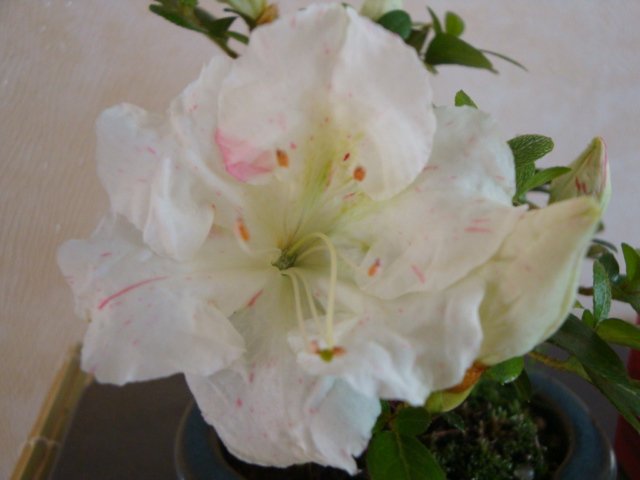 DSC09116.JPG