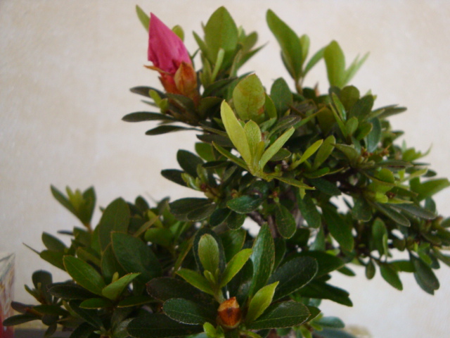 DSC09117.JPG