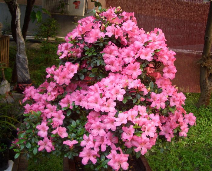 󵥰ľ12527a.JPG