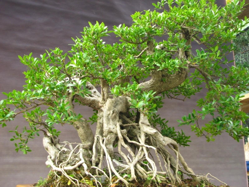 IMG_0192 (800x600).jpg