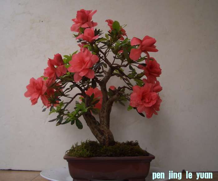 ˫˹12528ab.JPG