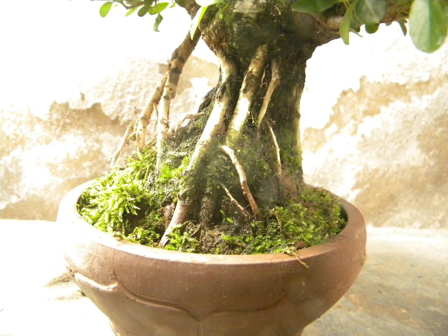 DSCN5540.JPG