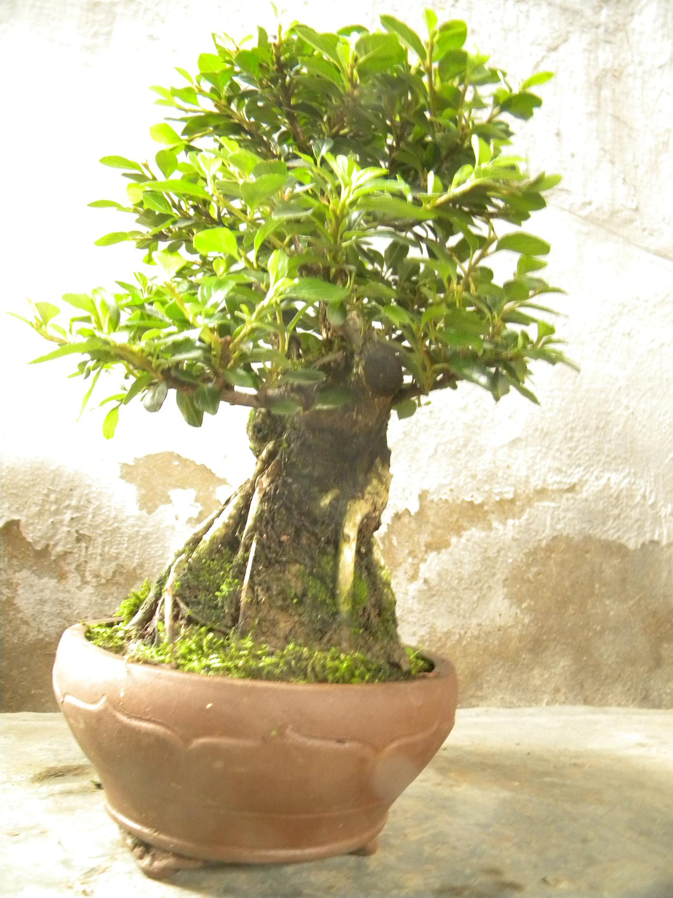 DSCN5535.JPG