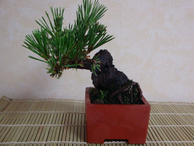 DSC08940.JPG