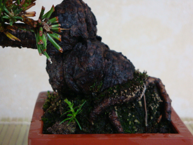 DSC08942.JPG