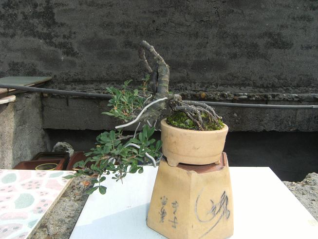 DSCF6439.JPG