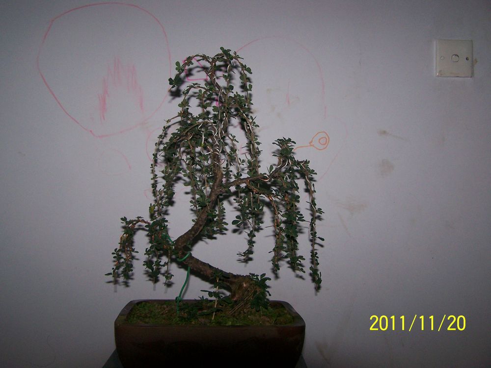 100_4293.jpg
