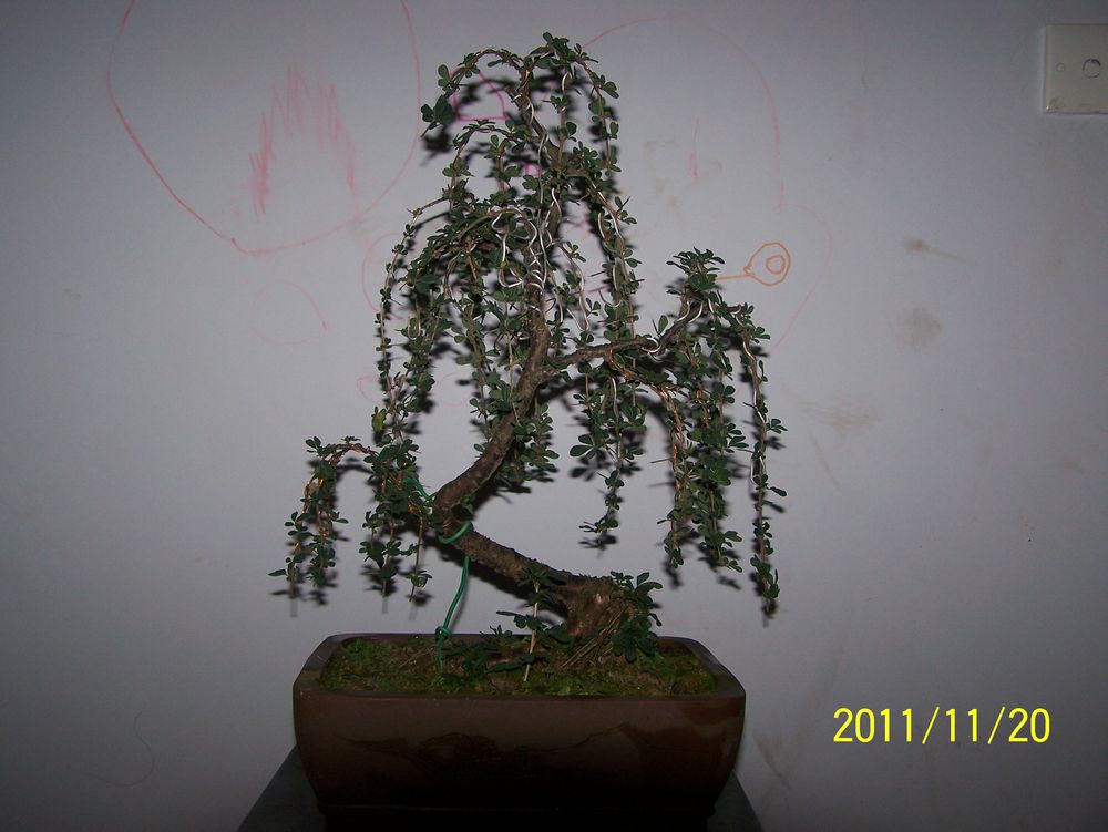 100_4295.jpg