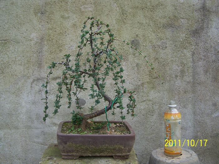 nEO_IMG_100_4271.jpg