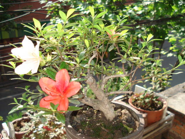 DSC00956.JPG