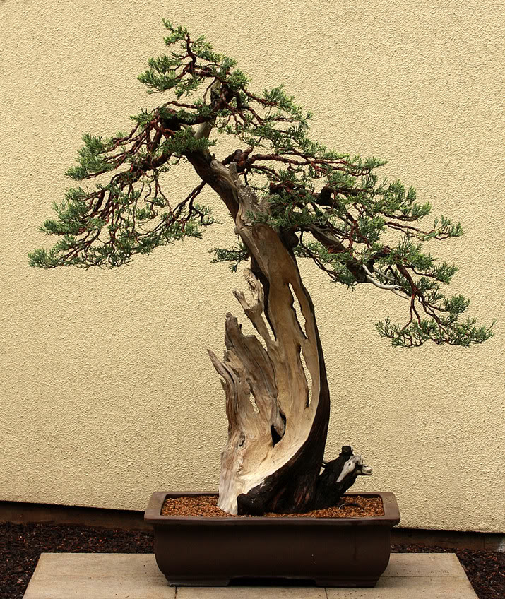 Juniper-1.jpg