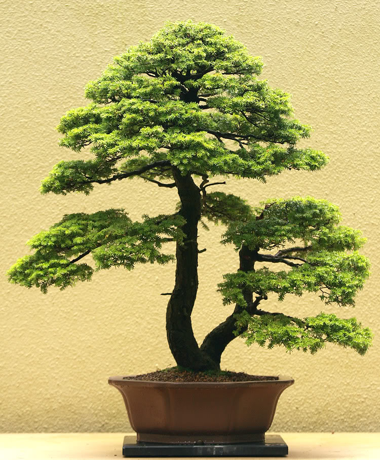mountainhemlock2.jpg