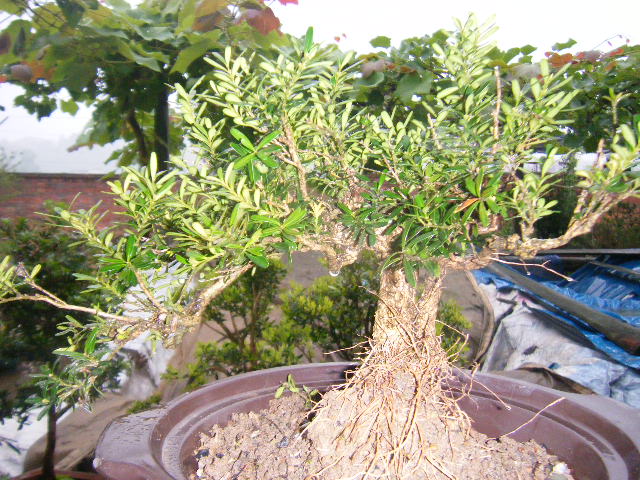 Ƭ 540.jpg