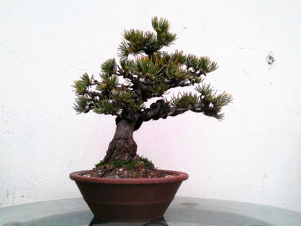 IMAG0375_.jpg