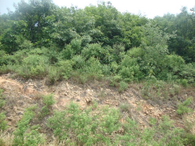 DSC02004.JPG