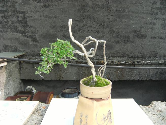 DSCF6447.JPG